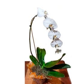 Orquídea Cascata 01 haste Branca em cachepot de acrílico