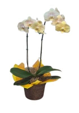 Orquídea 2 Hastes com Cachepot