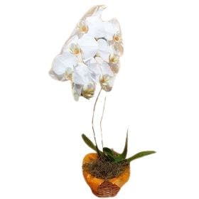 Orquídea 02 haste branca