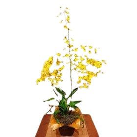 Orquídea Chuva de ouro