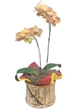 Orquídea 2 Hastes com Cachepot Amarela